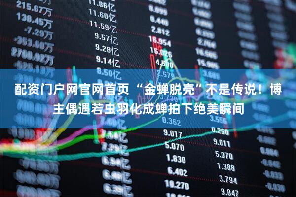 配资门户网官网首页 “金蝉脱壳”不是传说！博主偶遇若虫羽化成蝉拍下绝美瞬间